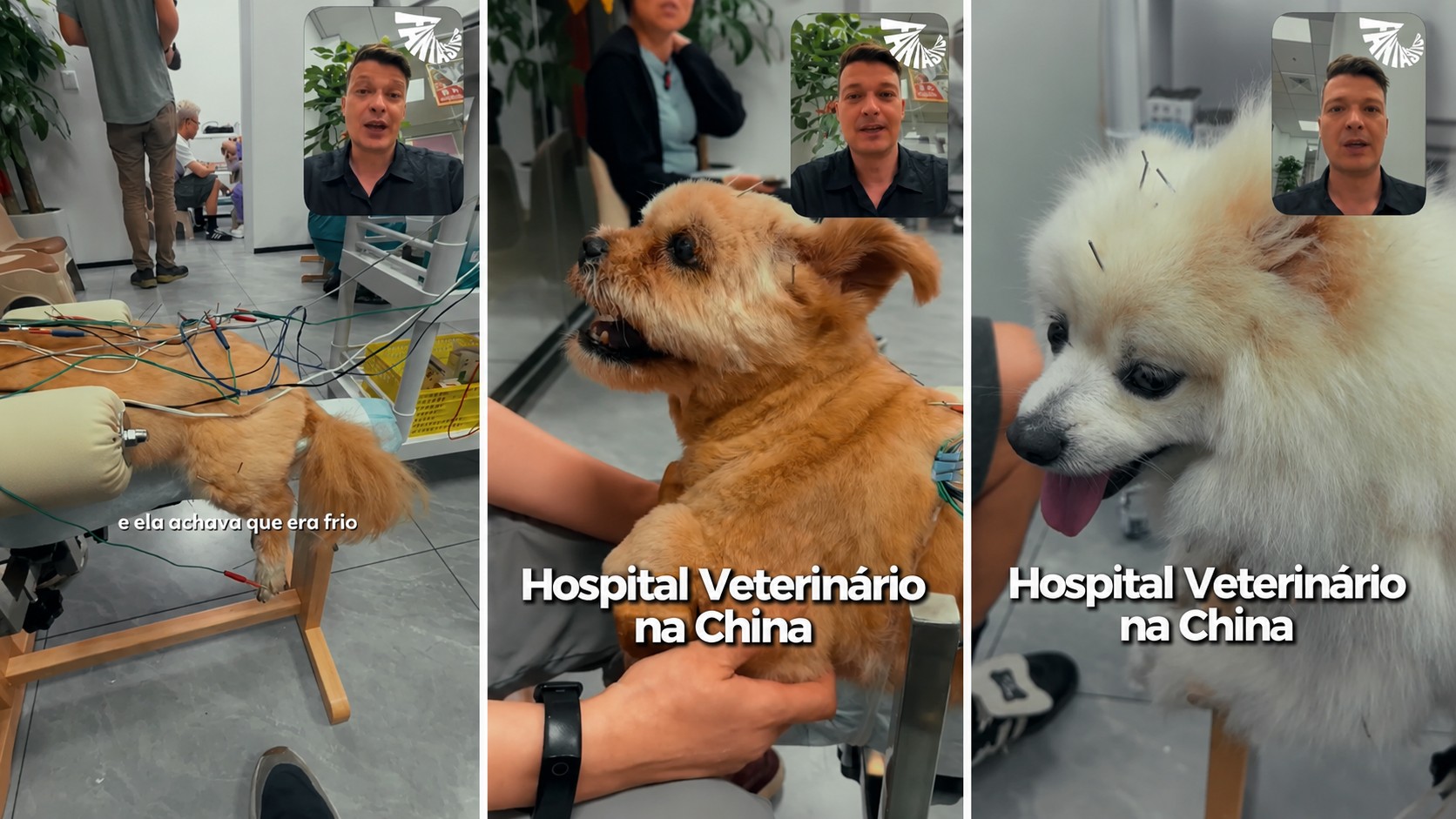 Na China, gato faz acupuntura após cair do 20º andar e perder movimentos; veja usos de medicina tradicional chinesa em pets