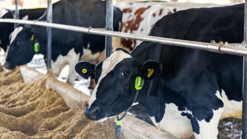 Brasil faz primeira operação usando vacas monitoradas por IA como garantia para empréstimos