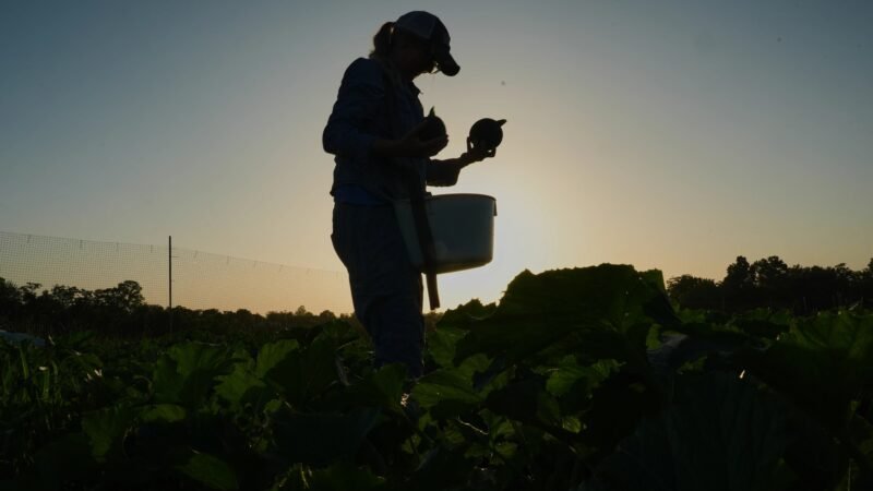 ‘Não existe mais ano normal’: agricultores dos EUA mudam horários de colheita e protegem mudas para enfrentar calor extremo
