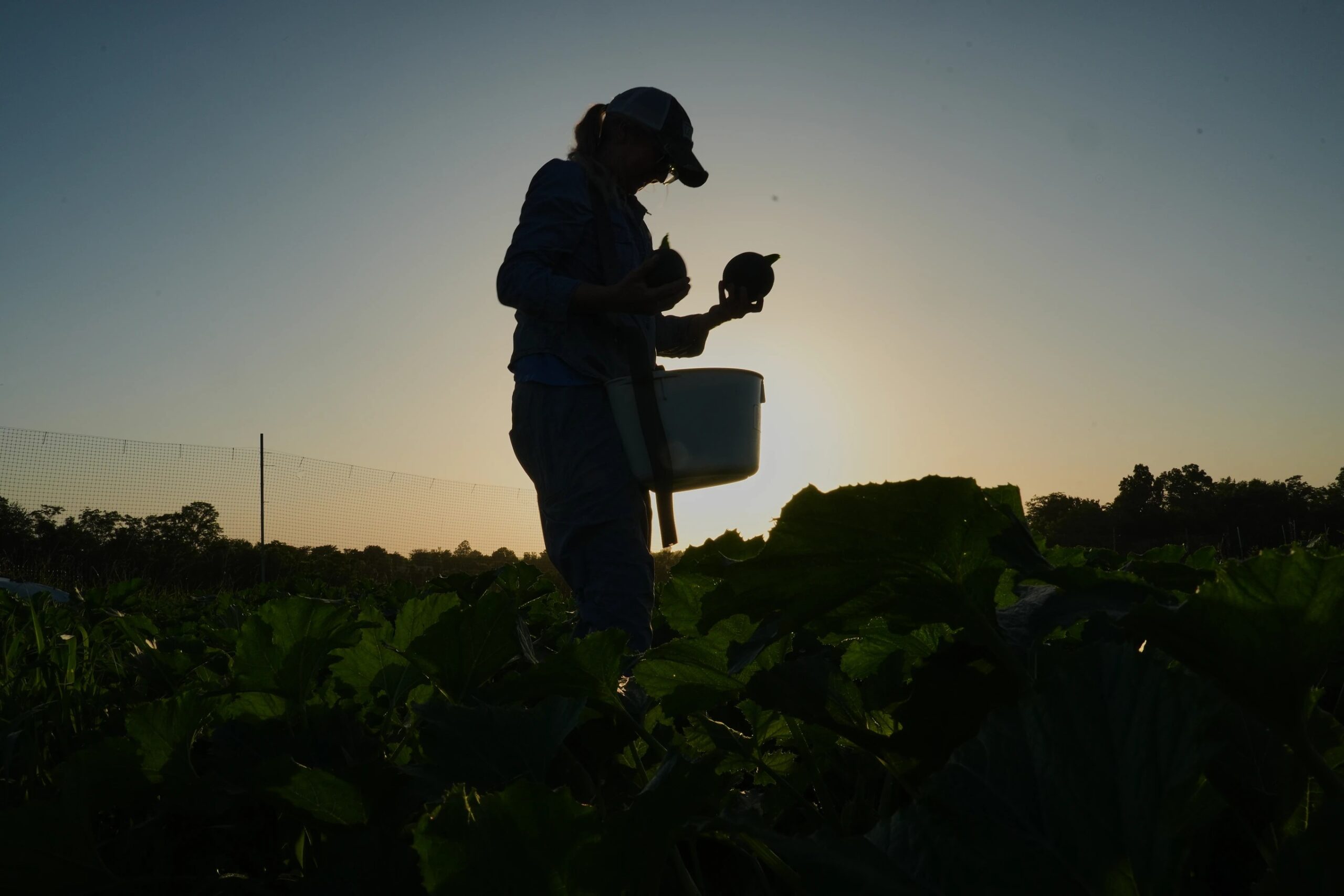 ‘Não existe mais ano normal’: agricultores dos EUA mudam horários de colheita e protegem mudas para enfrentar calor extremo