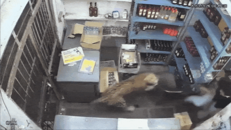 VÍDEO: Leopardo ataca três homens e acaba preso em loja de bebidas na Índia
