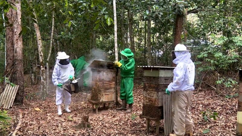 Apicultores usam áreas de preservação ambiental para produzir mel e gerar renda em Aracruz