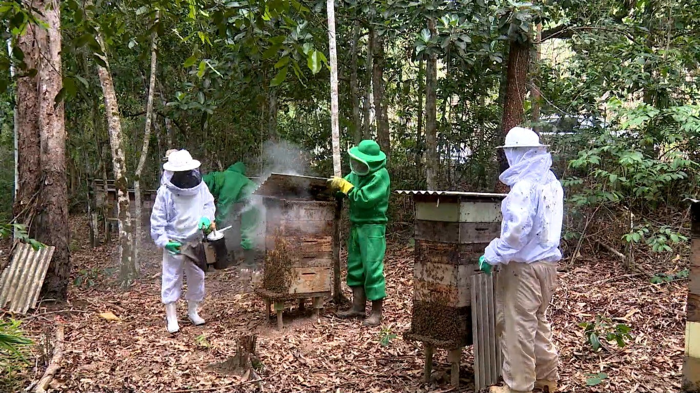 Apicultores usam áreas de preservação ambiental para produzir mel e gerar renda em Aracruz