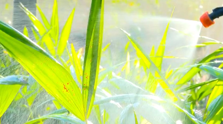 Como produzir biofertilizantes para nutrir o solo e as plantas