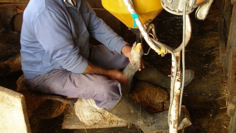 Brasil proíbe foie gras após classificar técnica como maus-tratos
