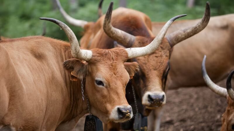 Após onda de incêndios, veja como uma raça de vaca quase esquecida ajuda a Espanha a reduzir queimadas
