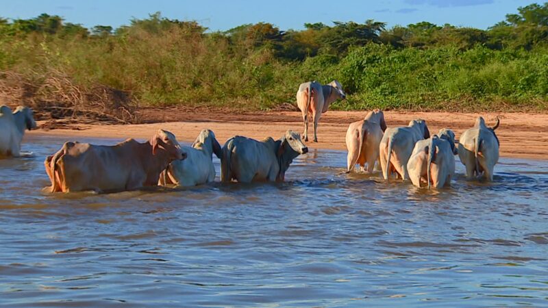 Exportadoras dizem que carne brasileira pode não conseguir atender exigências da UE sobre antimicrobianos