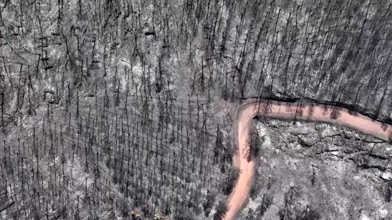 VÍDEO mostra devastação em florestas da Espanha após incêndios em meio a onda de calor