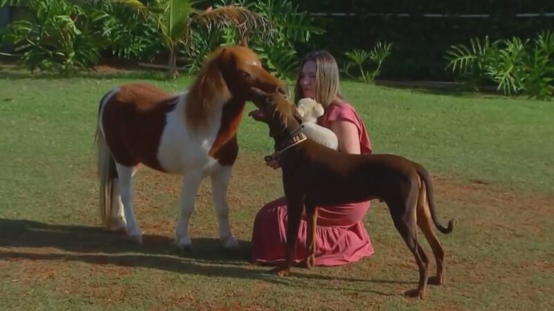 Menores que um pônei, mini-horses conquistam brasileiros e são criados como pets até em quintais de casa
