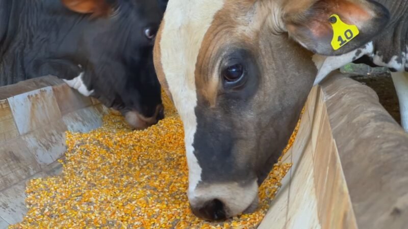 Dieta puro grão acelera ganho de peso de bezerros e pode aumentar lucro de produtores