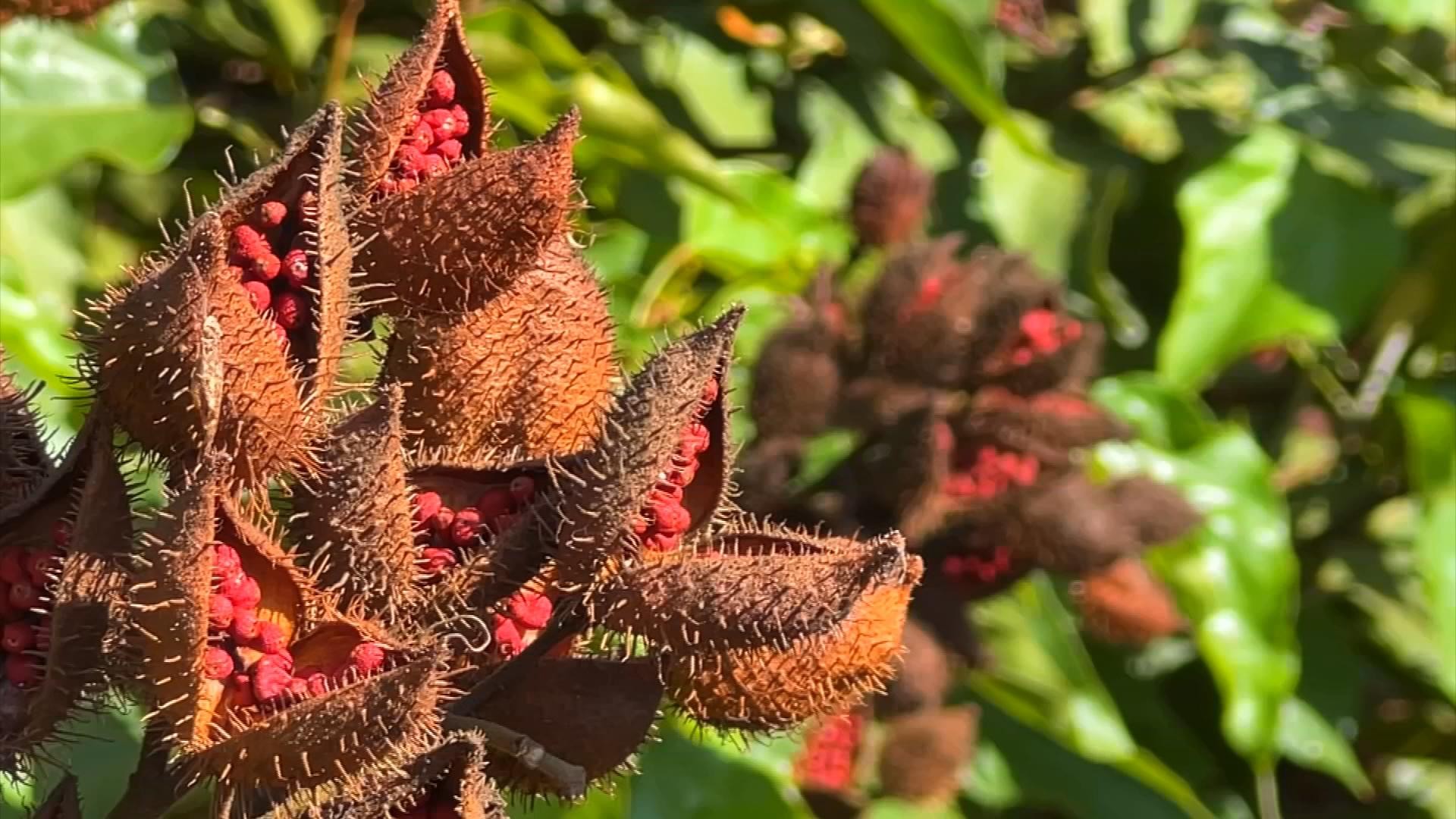 Como cultivar urucum