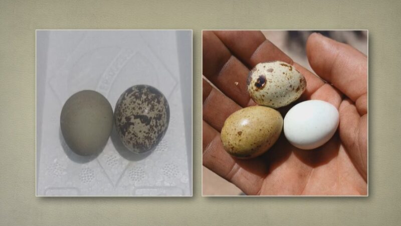 Por que ovos de codorna têm manchas e cores diferentes? Entenda