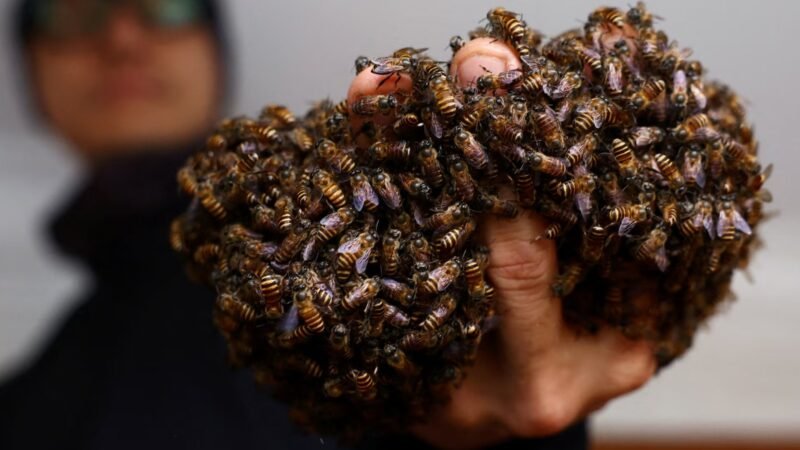 Com as próprias mãos, homem já salvou cerca de 6 milhões de abelhas em Singapura