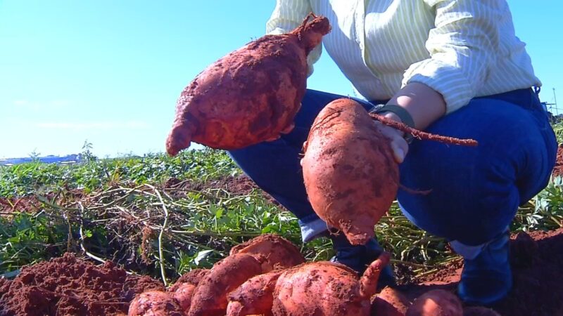 IAC desenvolve batata-doce que produz 4 vezes mais e tem ‘superdose’ de vitamina A
