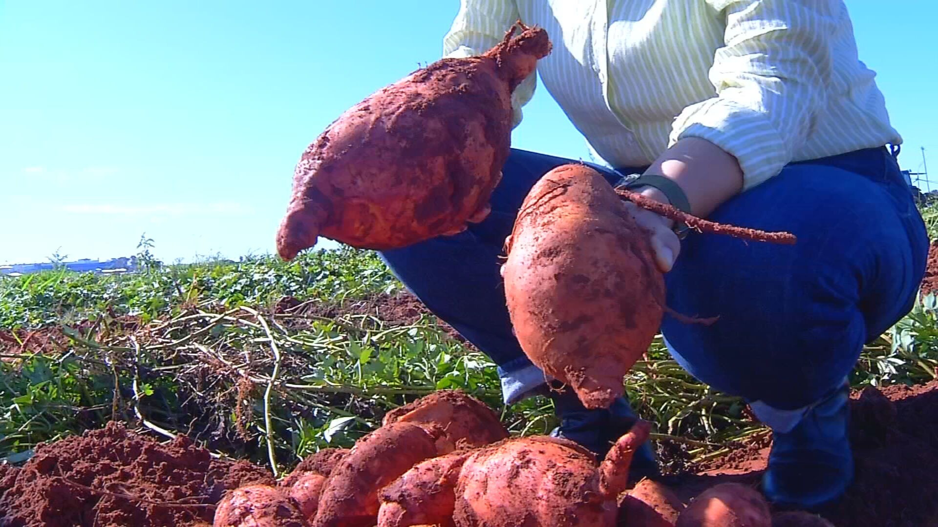 IAC desenvolve batata-doce que produz 4 vezes mais e tem ‘superdose’ de vitamina A