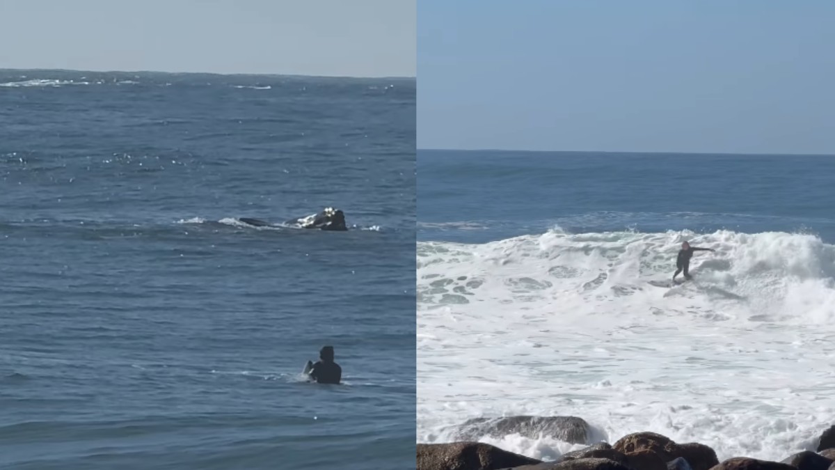 Tati Weston-Webb surfa ao lado de baleia em praia de SC; veja