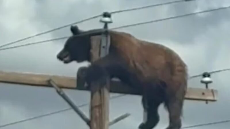 Vídeo de urso sobe no alto de um poste nos EUA e viraliza