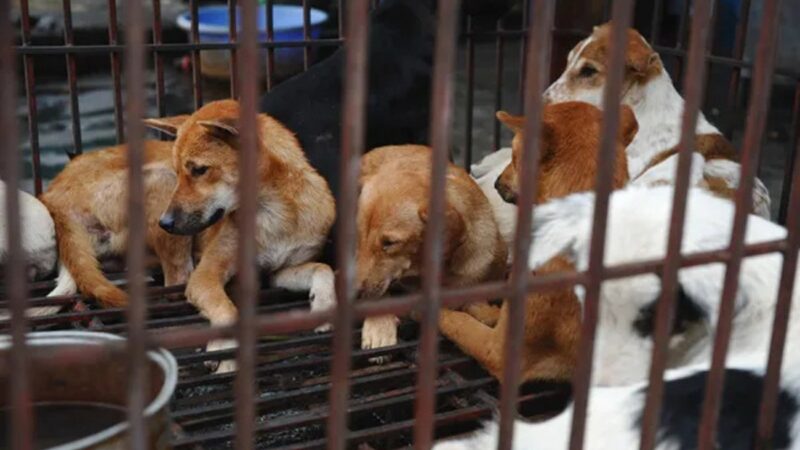 Coreia do Norte recomenda sopa de carne de cachorro para enfrentar onda de calor