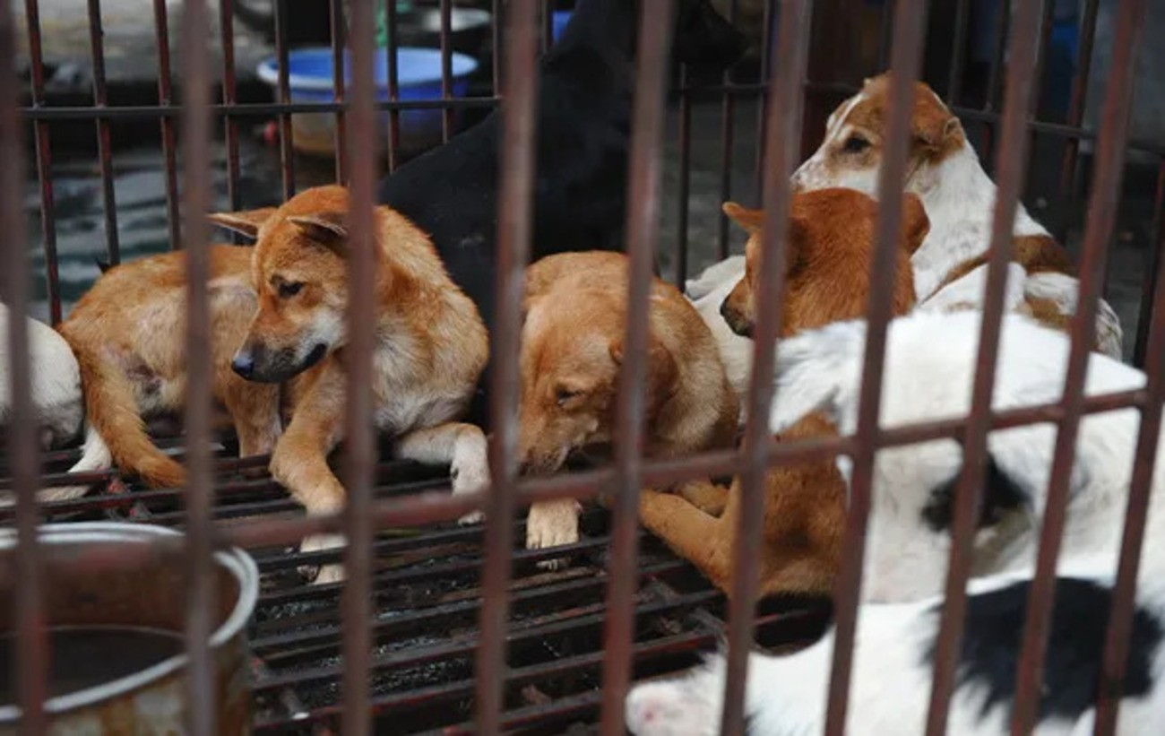 Coreia do Norte recomenda sopa de carne de cachorro para enfrentar onda de calor