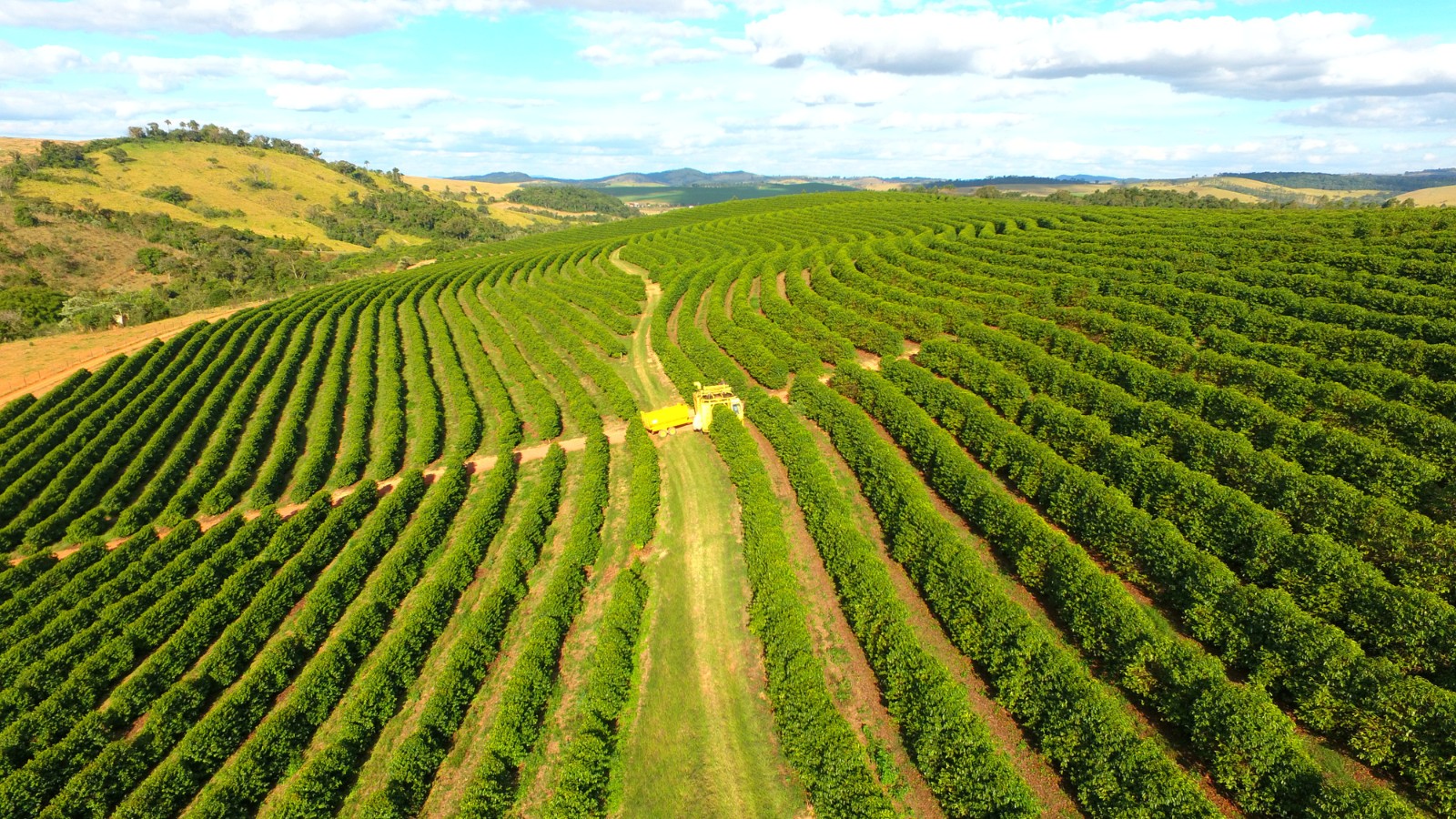 Café: entenda como inverno atípico e chuvoso em julho pode impactar exportação e qualidade da bebida