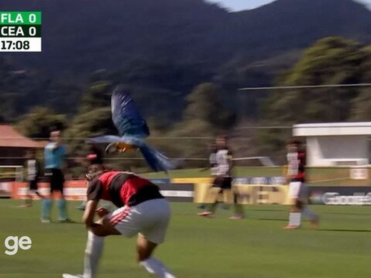 Zagueiro do Flamengo atacado por arara em jogo da base relata susto: “Deu para sentir o vento na cabeça”