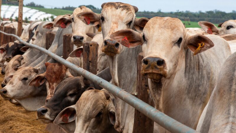 Produção de carne bovina do Brasil deve cair em 2026 em meio a tarifas, barreiras comerciais e incertezas no mercado global