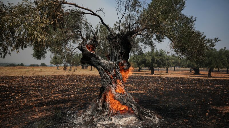 Após trégua nos preços, azeite volta a ser ameaçado por calor extremo e incêndios na Europa