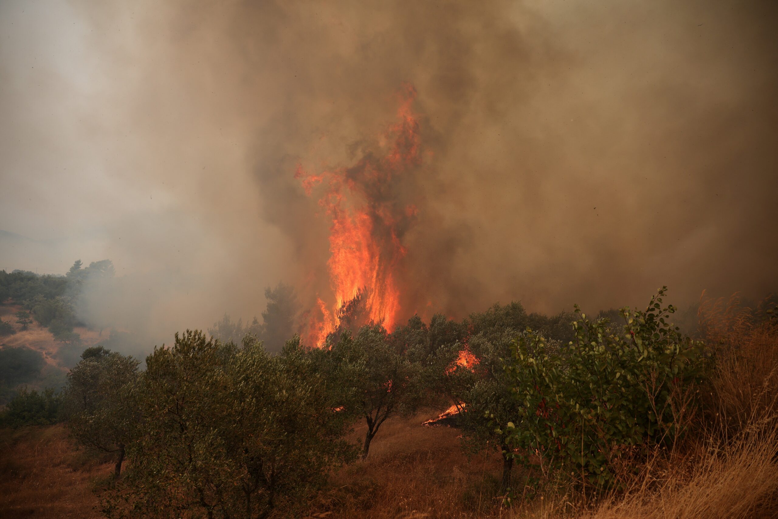 VÍDEO: cavalos fogem das chamas em incêndio florestal na Grécia