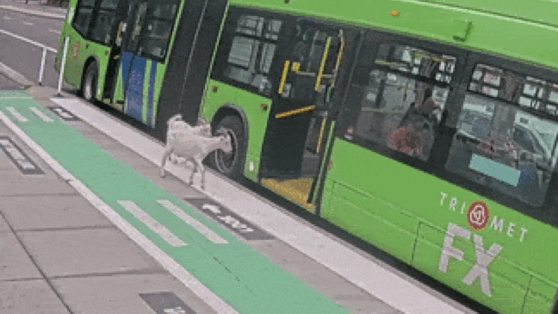 VÍDEO: Cabras embarcam em ônibus nos EUA e acabam expulsas por passageiros