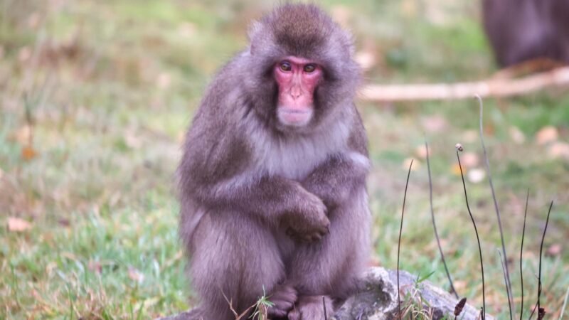 Macaco foge de zoológico na Escócia e volta sozinho no dia seguinte