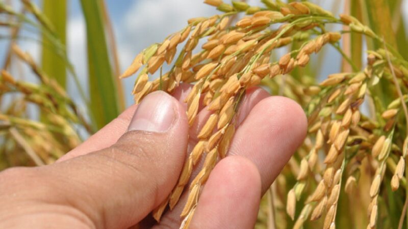 Super El Niño deve pressionar inflação dos alimentos em 2027; feijão e arroz lideram alta