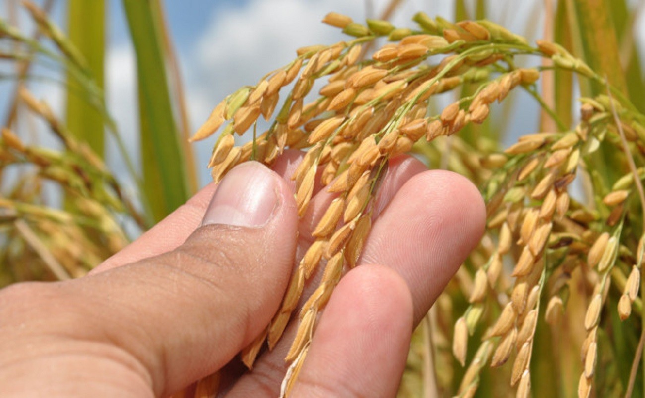 Super El Niño deve pressionar inflação dos alimentos em 2027; feijão e arroz lideram alta