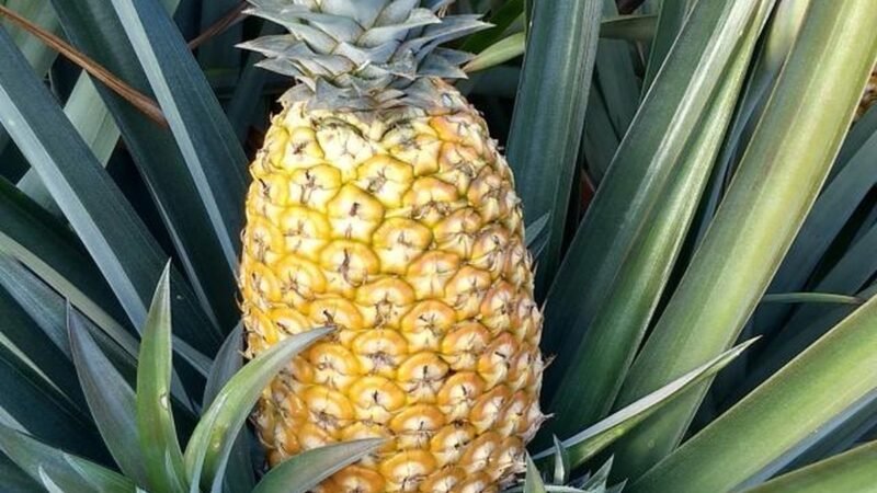 Conheça o abacaxi que dura mais tempo após a colheita
