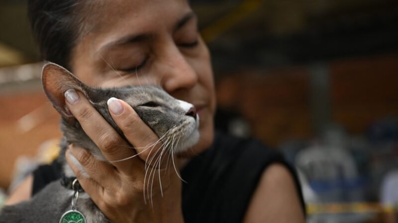 Sobreviventes reencontram animais de estimação após terremoto na Colômbia