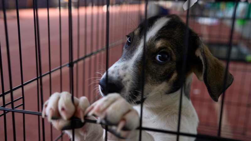 Incêndio perto de Atenas mobiliza resgate de centenas de animais