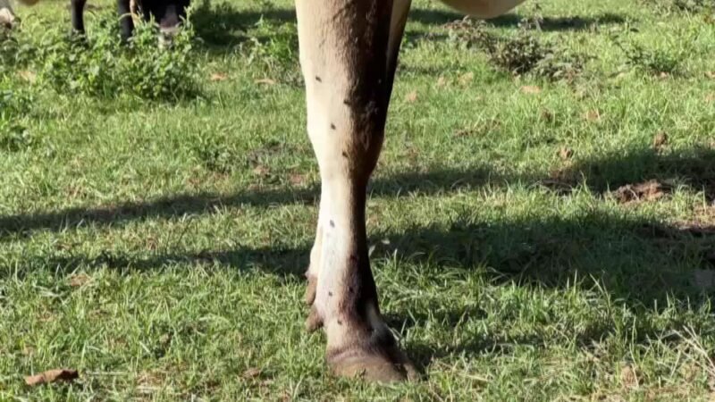 Mosca-de-estábulo avança no inverno e causa prejuízo a pecuaristas no interior de SP