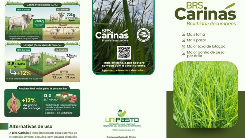 Embrapa lança nova cultivar de braquiária com potencial de aumentar ganho de peso bovino por hectare