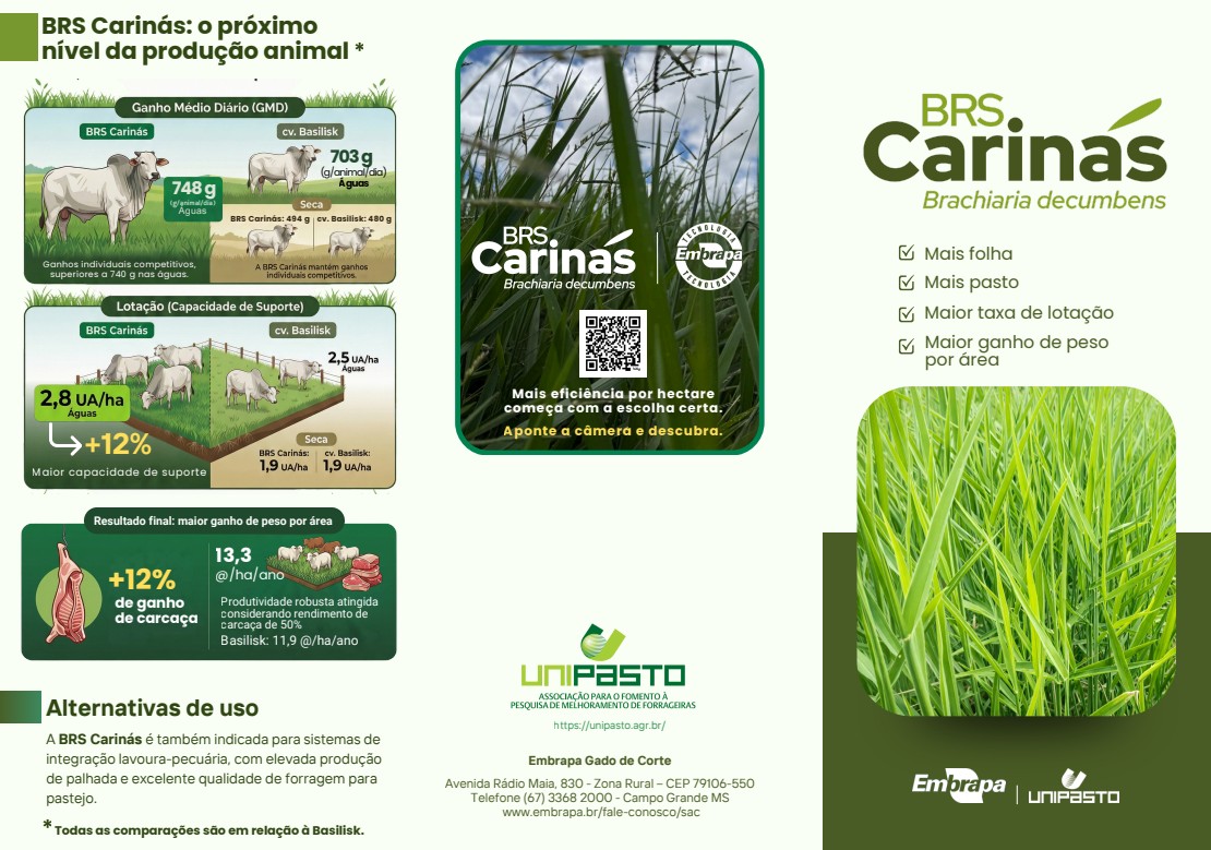 Embrapa lança nova cultivar de braquiária com potencial de aumentar ganho de peso bovino por hectare
