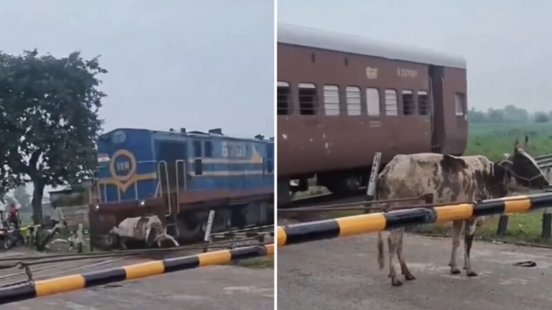 É FATO: Vaca se levanta após ser atingida por trem na Índia; assista ao VÍDEO