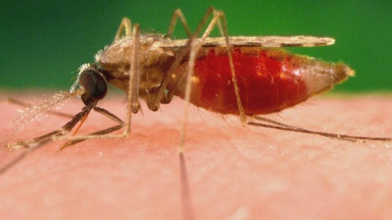 Mosquito que viajou de avião mata dois por malária na Alemanha