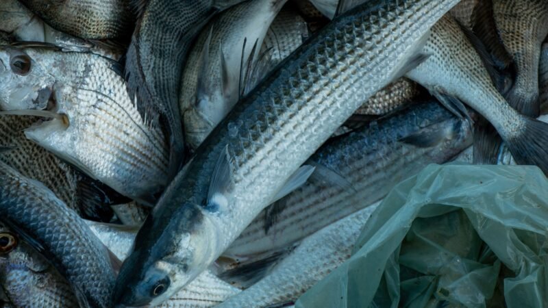 Peixes têm ‘impressão digital’ que revela de onde vieram, mostra estudo; entenda
