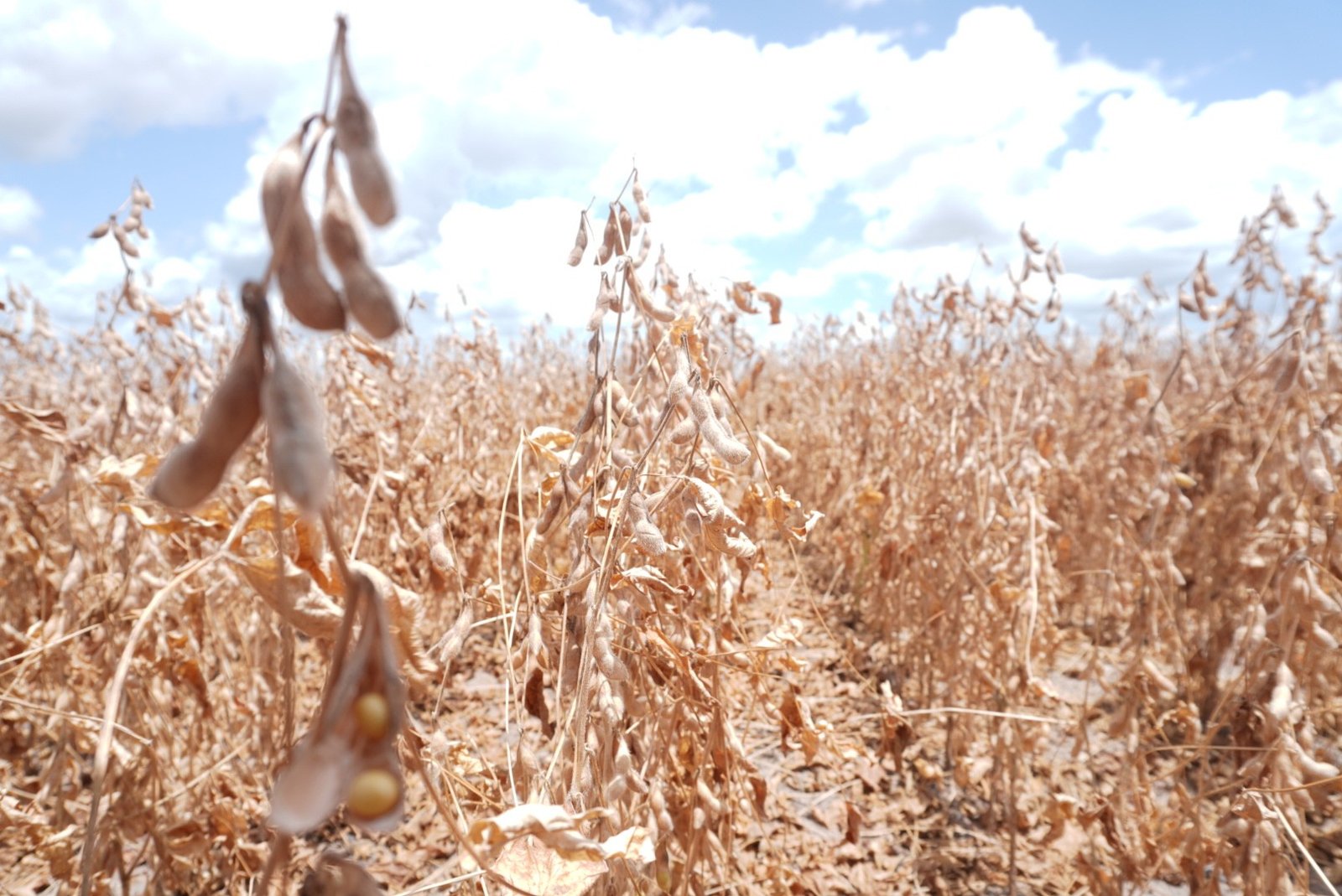Como o super El Niño pode afetar a América Latina, principal região exportadora de alimentos do mundo