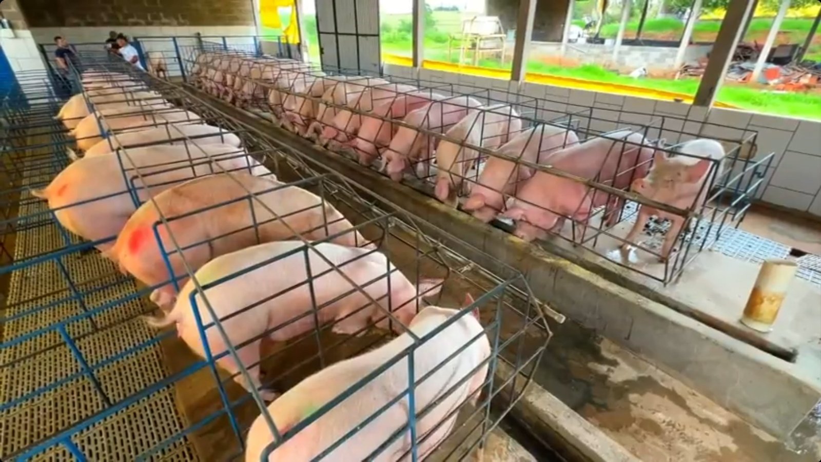 Preço do suíno cai para o 3º menor patamar da história em SP: ‘sobreoferta e baixa demanda’, analisa USP