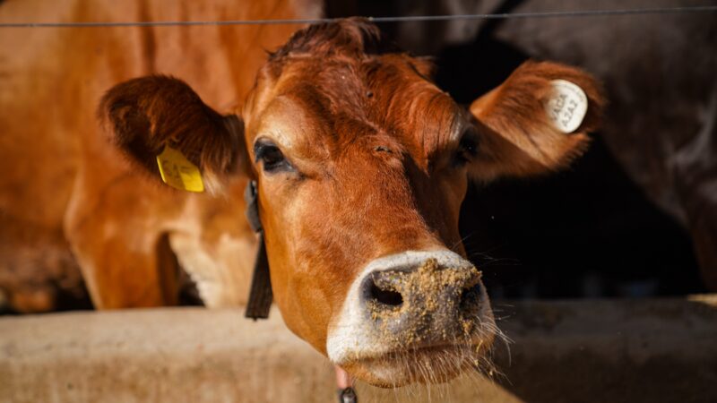 Vacas leiteiras tiram férias? Entenda por que elas passam dois meses sem produzir leite