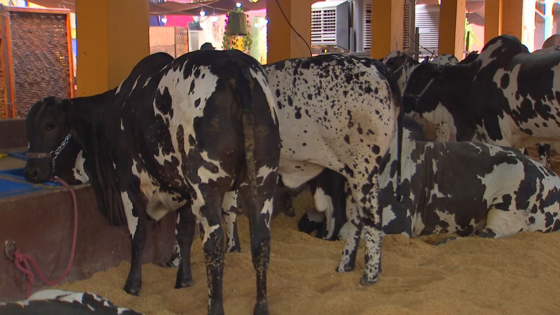Expo Rio Preto atrai 50 mil visitantes na primeira semana