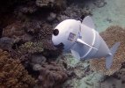 Como robôs inspirados em animais estão ajudando a explorar os oceanos
