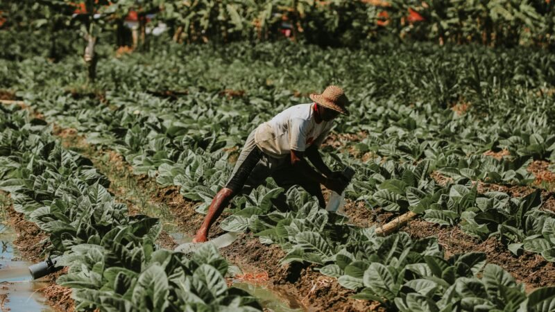 Crise no campo: pedidos de recuperação judicial saltam entre produtores rurais
