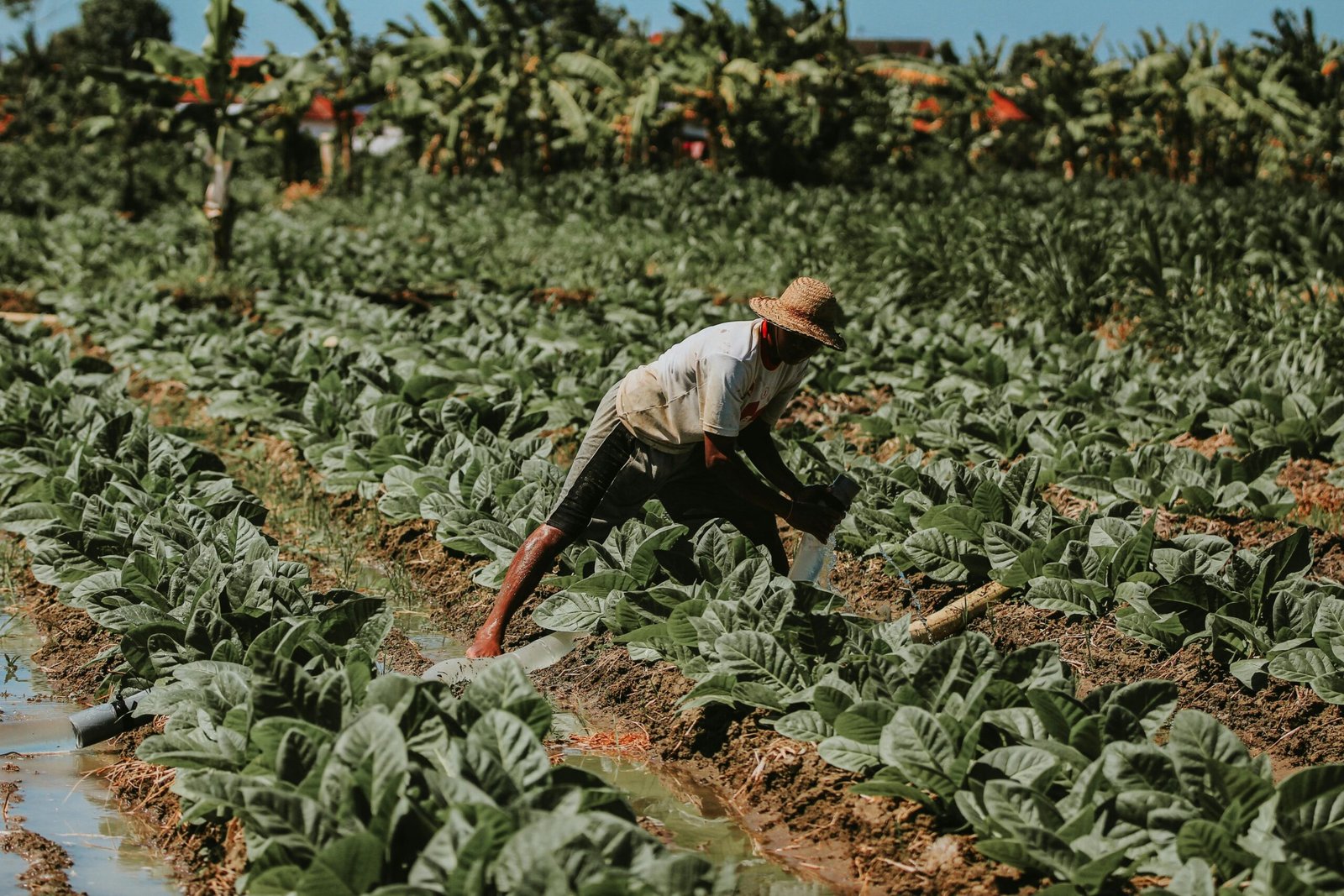 Crise no campo: pedidos de recuperação judicial saltam entre produtores rurais