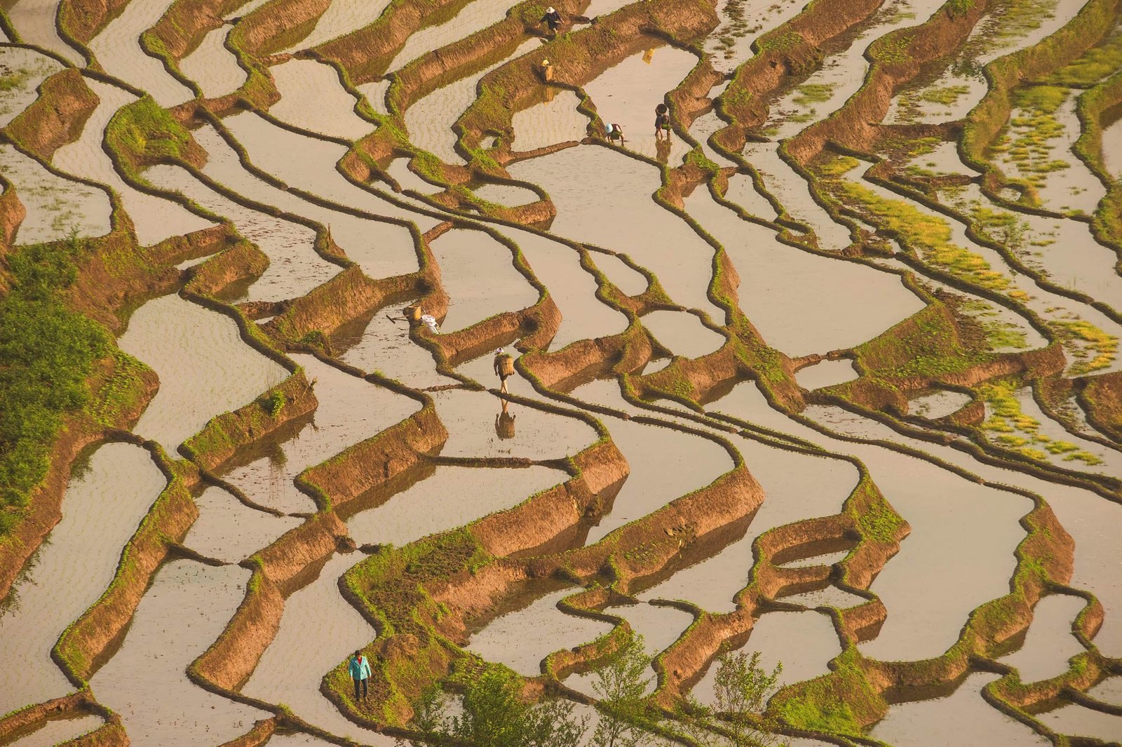 China reduz importação de alimentos e amplia produção agrícola