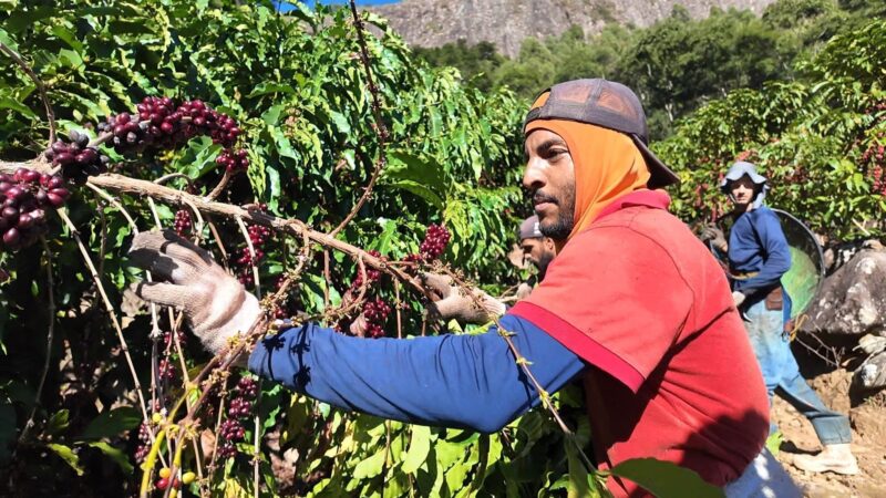 Comunidade faz mutirão para salvar colheita de café de produtor após acidente no ES: ‘Largo o meu para ajudar o outro’
